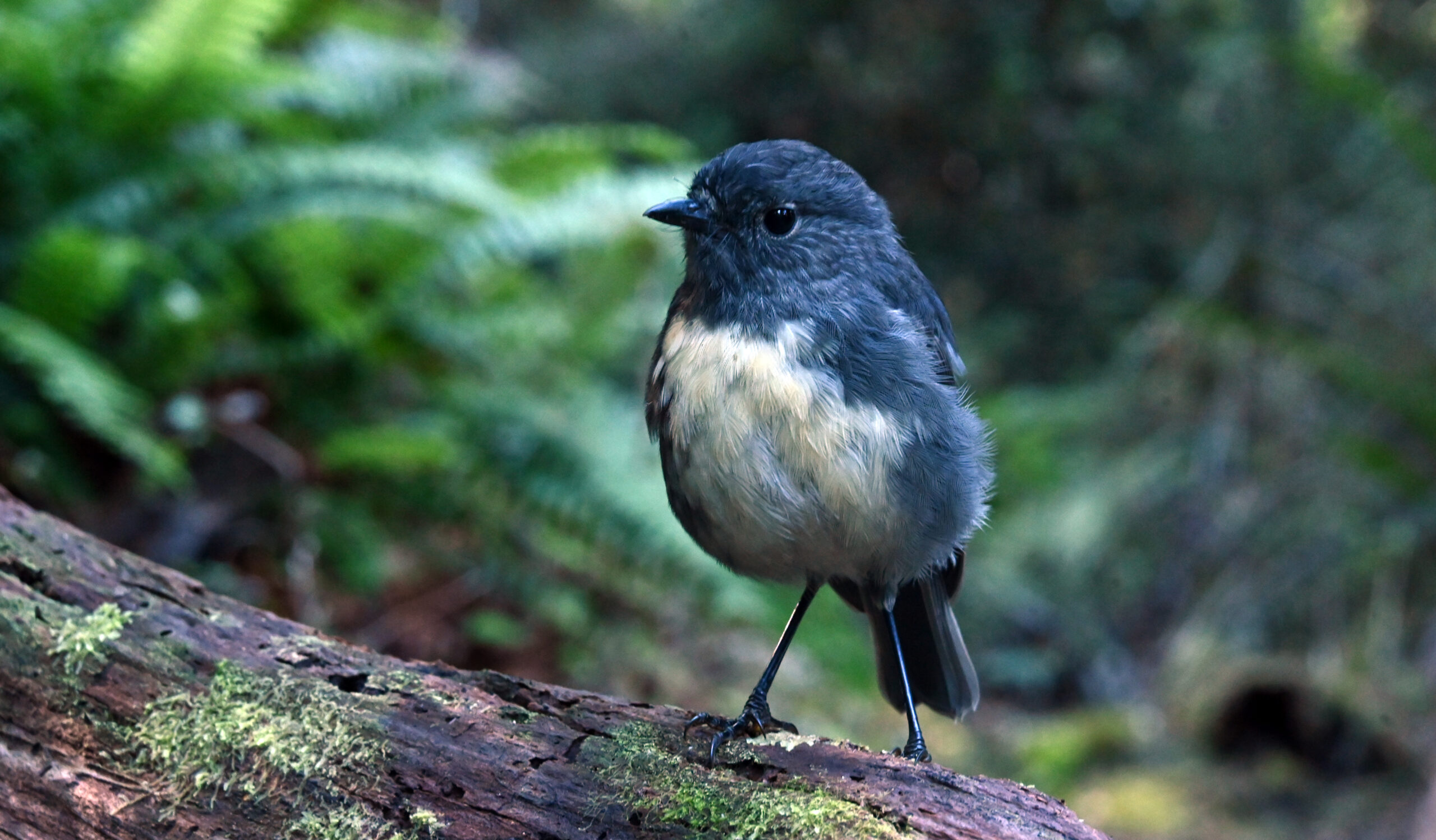 Bush Robin
